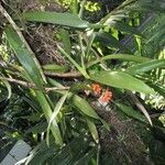 Ornithidium fulgens Outro