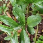 Sarcococca hookeriana Leaf