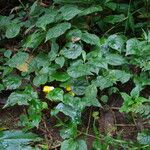 Begonia adpressa Habitus