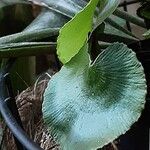 Adiantum reniforme Folio