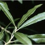 Salix humilis Leaf