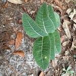 Asclepias humistrata Hoja