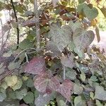 Cercis canadensisList