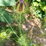 Nigella damascenaHostoa