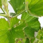 Pelargonium cucullatum Blad