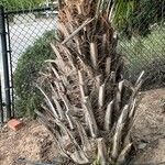 Butia capitata बार्क (छाल)