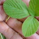 Rhynchosia minima Leaf