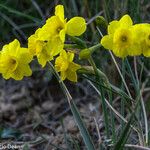 Narcissus assoanus Kukka