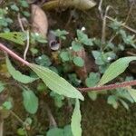 Castilleja arvensis Leaf