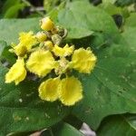 Stigmaphyllon ellipticum Flower