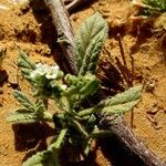 Heliotropium bacciferum Hoja
