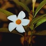 Mandevilla boliviensis Flower