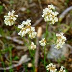 Eriogonum nudum Habitat