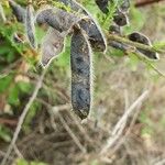 Cytisus scopariusHedelmä