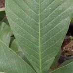 Annona senegalensis Folio