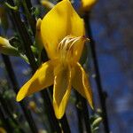 Cytisus scoparius 花