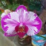 Phalaenopsis spp. Flors