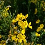 Cytisus galianoi Fula