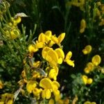 Cytisus galianoi Квітка