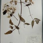 Clematis gouriana 其他