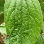 Phlomoides tuberosa Lapas