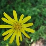 Tragopogon orientalis Flower