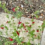 Potentilla thurberi ശീലം