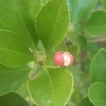 Euonymus japonicus Fruct