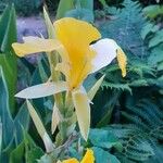 Canna glauca Fleur