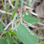 Desmodium incanum फल