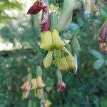 Caragana sinica Flower