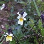 Viola arvensis Floare