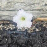 Petunia axillaris Flower