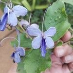 Rotheca myricoides फूल