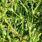 Spergularia rubra Hoja
