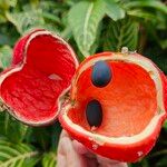 Sterculia quadrifida Fruit
