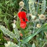 Papaver rhoeas Hábito