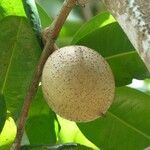 Mammea americana Fruit