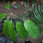 Schefflera decaphylla Blatt