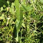 Rumex abyssinicus Hoja