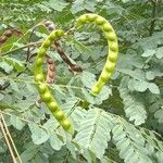 Adenanthera pavonina Fruit