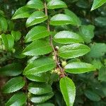 Vaccinium ovatum Leaf