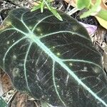 Alocasia reginula Leaf