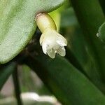 Rhipsalis micrantha Blomst