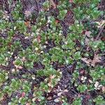 Arctostaphylos uva-ursi Habit