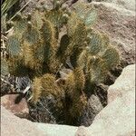 Opuntia phaeacantha 果實