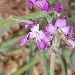 Matthiola sinuata Õis