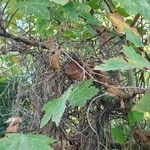 Platanus occidentalis Habitat