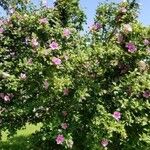 Hibiscus syriacusFlower