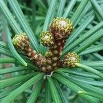 Sciadopitys verticillata Fula